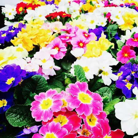 Vendégház & Restaurant Zu Den Linden